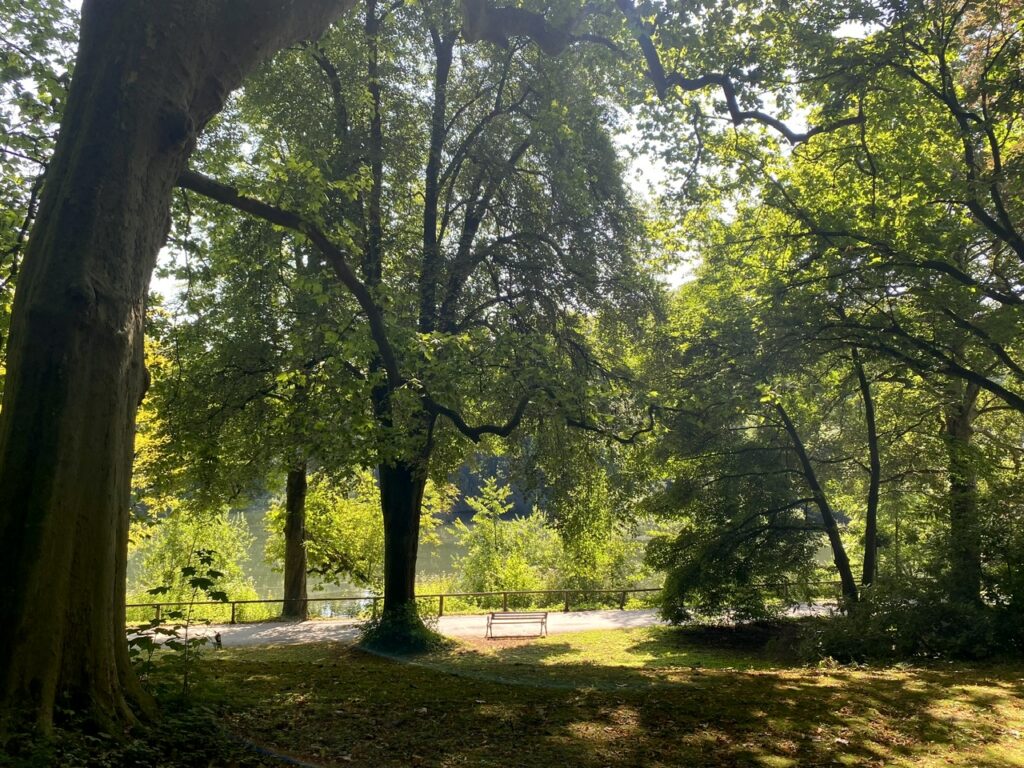 Eine Bank unter Bäumen mit Blick auf einen See