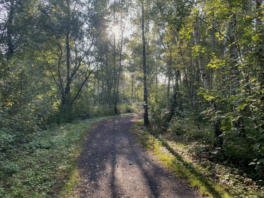 Herbstliche Stimmung in einem Wald