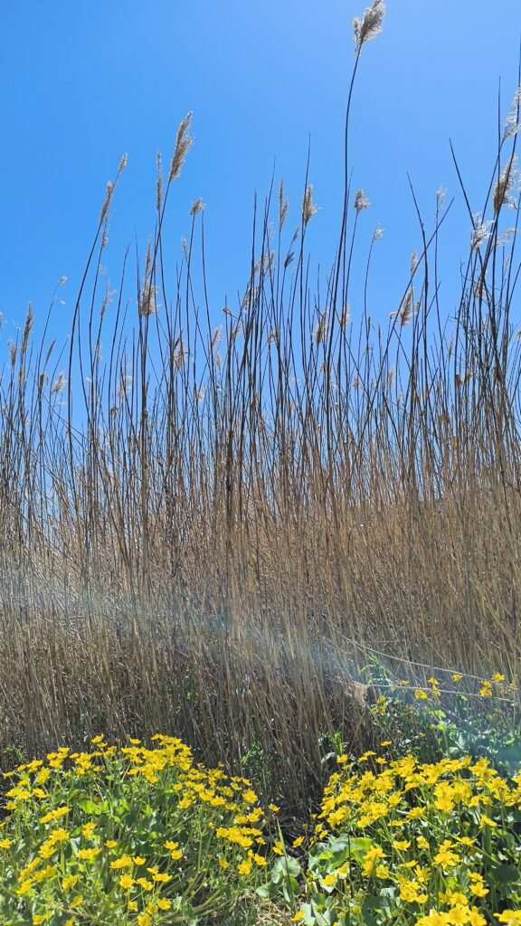 gelbe Blumen und Schilfgräser